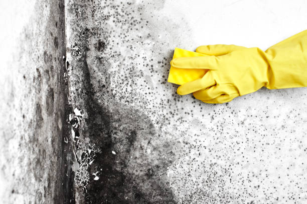 Best Affordable Mold Removal  in Utqiagvik, AK