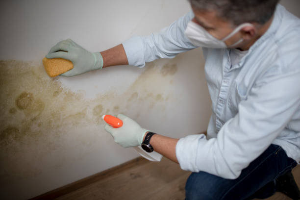 Best Local Mold Removal Service  in Utqiagvik, AK