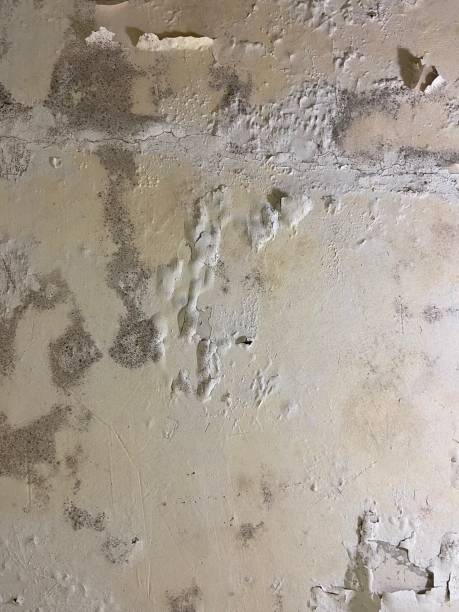 Best Certified Mold Removal  in Utqiagvik, AK