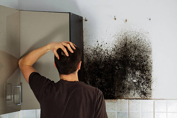 Best Fast Mold Removal  in Utqiagvik, AK